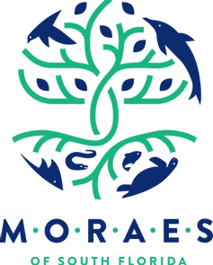 moraes of south florida