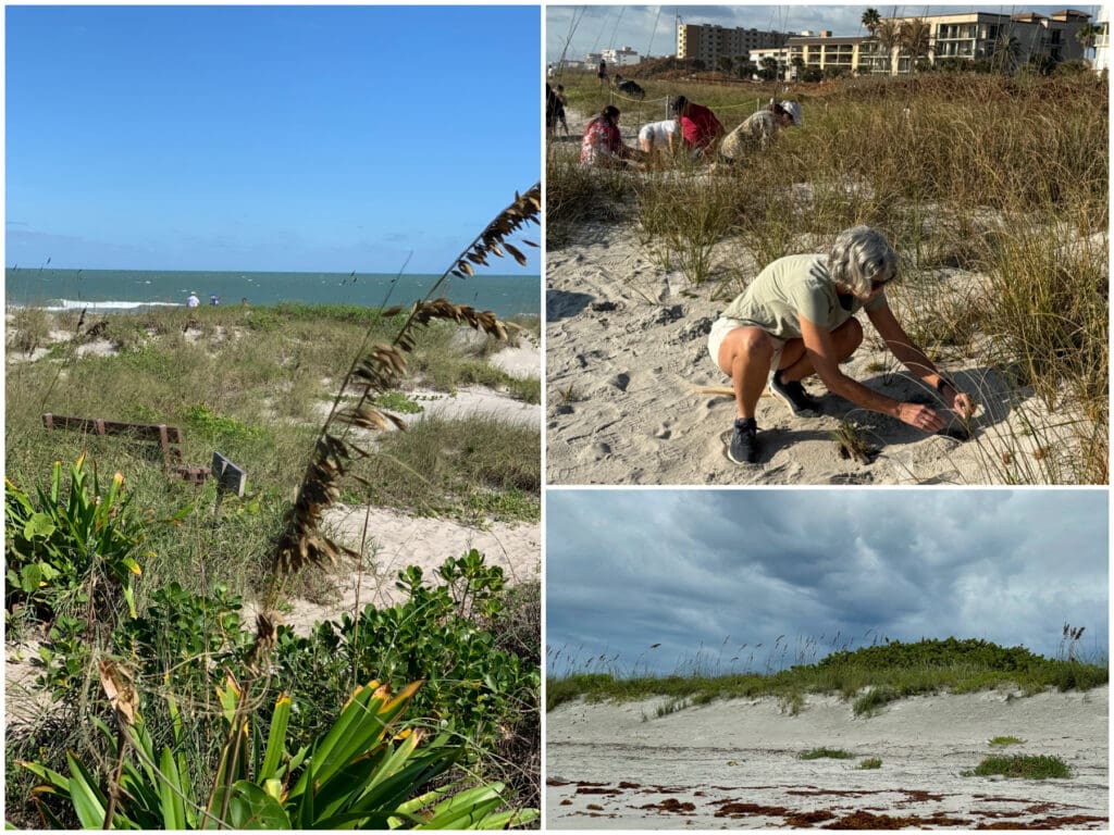 collage of pictures of restored dune and people doing work on the dune, grasses, sea oats