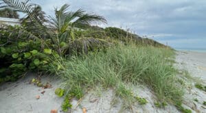 sand dune with plants and beach shoreline in the background