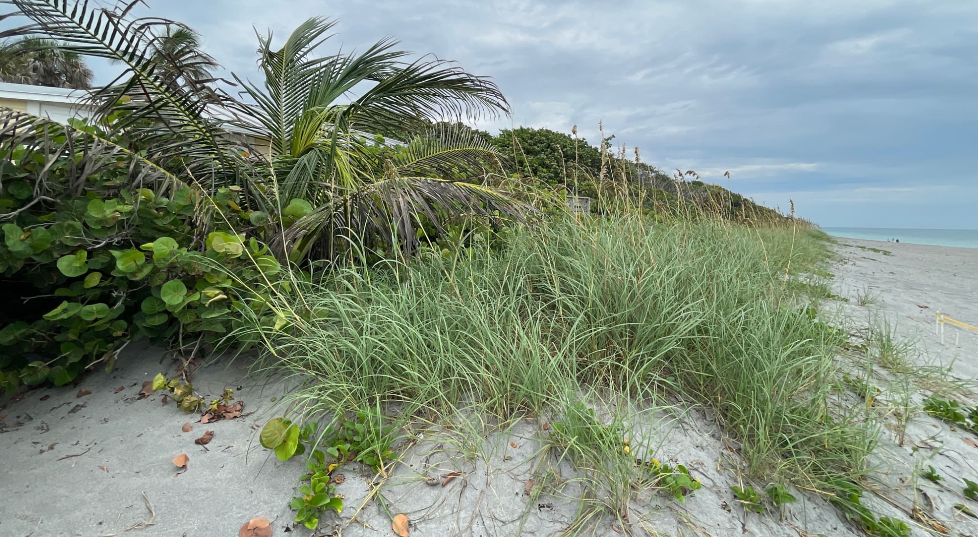 sand dune with plants and beach shoreline in the background