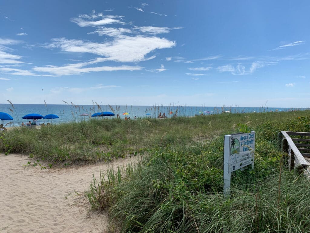 view of dunes with ocean in the background, sea oats